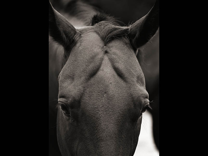 Event Image: Desert Diamonds: Scottsdale’s 75th Anniversary Reception