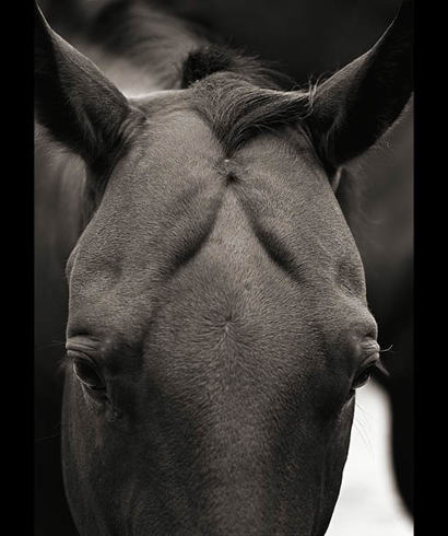 Event Image: Desert Diamonds: Scottsdale’s 75th Anniversary Reception